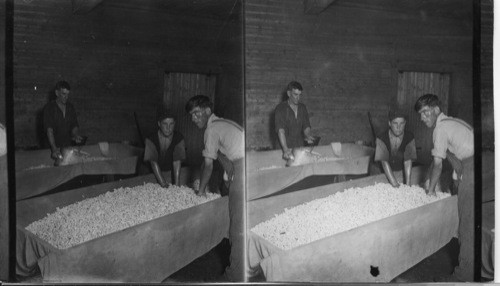 Salting the Curd & Filling the Hoops. Cheese Factory at Mount Elgin, Ont