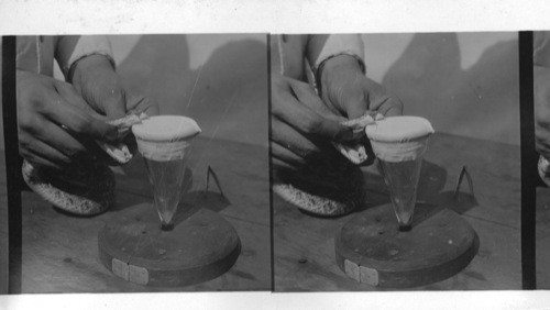 Mr. Stadelman extracting venom from a snake. H.K. Mulford Laboratories, Glenolden, Pa