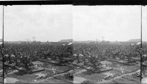 A great banana plantation, Hawaiian Islands