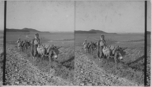 Burdened donkeys on their across country journey. Mesopotamia