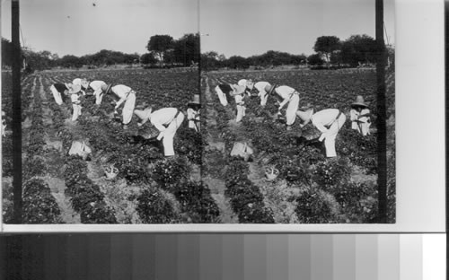 Strawberry field at Irapuato. Strawberries are picked every day in the year. Mexico