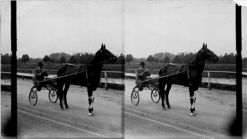 [Dupe of Stock 26891] Prince Albert - King of Light Harness Horses, Kansas