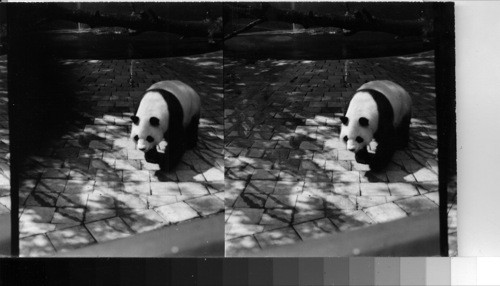 Panda Bear, Bronx Zoo, N.Y.C. Sampson 7/25/47