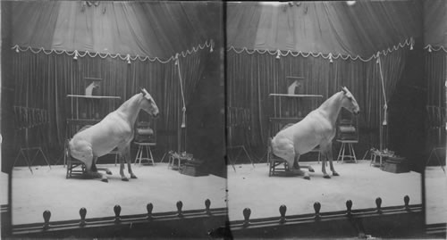 A Pony Performing, Hagenbeck's Trained Animals, St. Louis Exposition, St. Louis, Mo