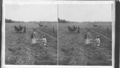 Harvesting Potatoes on a N. Hampshire Farm. Reeds Ferry. N. H