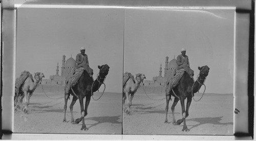 The “Ships of the Desert” Egypt. Cairo