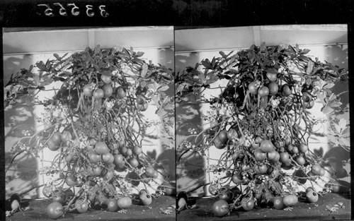 The cannonball tree, South America, Field Museum of Natural History, Chicago