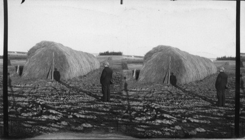 60 Tons of Clover Hay, Experimental Farm. Charlottetown. P.E.I