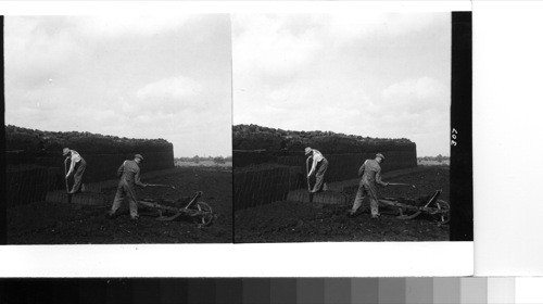 Near Cloghan: men digging peat for fuel in an Offaly county bog