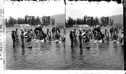 Seining Chinook Salmon - largest variety known - Columbia River. Oregon