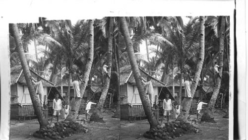 Visayan home in a palm grove in Cebu - Philippine Islands