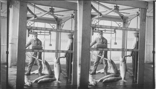 Weighing the fish, Salmon Canning Factory, Astoria, Ore