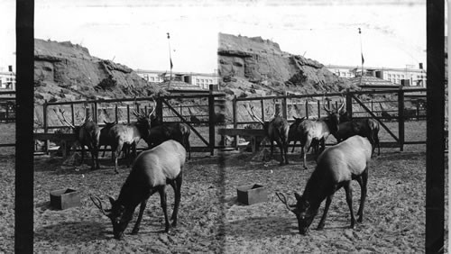 Live Elk - Columbian Exposition, Chicago