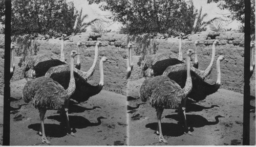 An Ostrich Farm