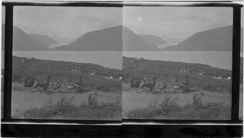 Wild Geese at Twin Glacier Camp 35 miles from Juneau, Alaska