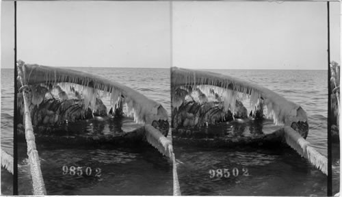 Head of whale showing great mass of whale bone. Long Island Beach. N.Y