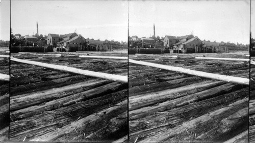 Red cedar logs waiting to be cut into shingles, Edgecomb shingle mill. Vancouver. B.C