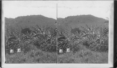 A Mountain of Coconut Trees, Pt. Maria, Jamaica. W.I