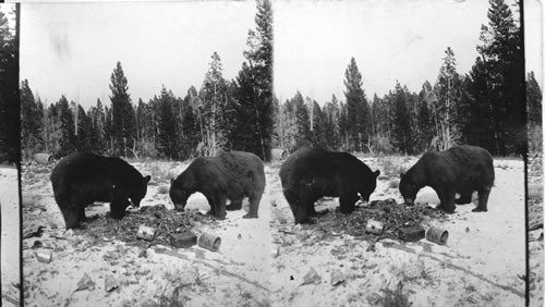 Bear on feeding ground, Yellowstone Natl. Park. Wyoming