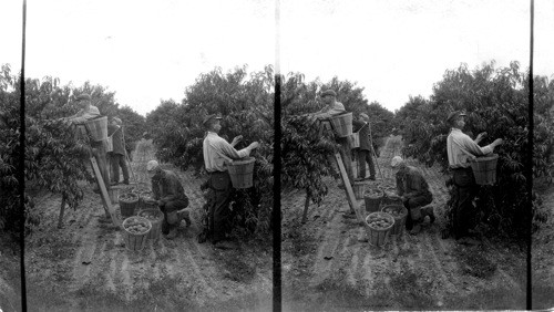 Picking Alberta peaches at the Del Bay Farm, Bridgeton, N.J