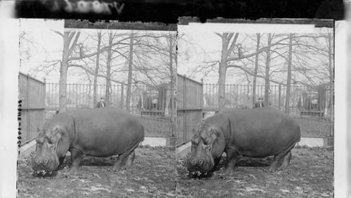 Bulky hippopotamus, over a ton in weight. New York Zoological Park. N.Y