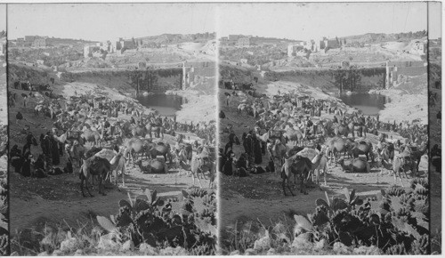 Lower pool of Gihon, from above Palestine