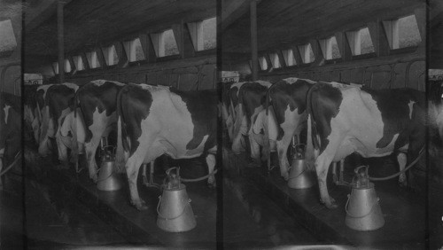 Milking scene in modern dairy. N. J. Saddle River N.J