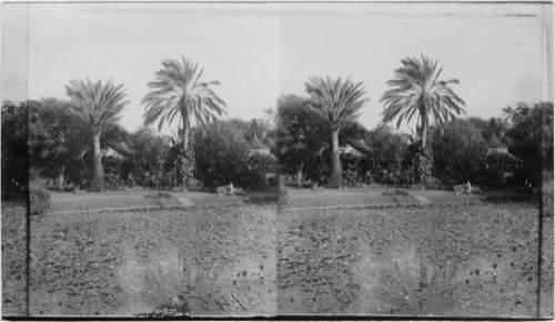 Damon's Residence, Moanalua, showing Lily Pond, Honolulu