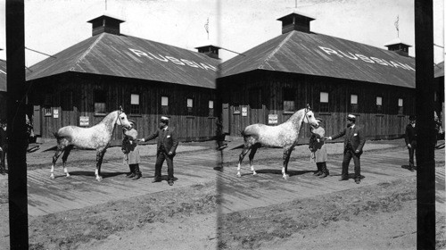 One of the horses of the Russian Emperor, World's Fair Chicago