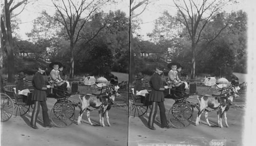 Great Carriages, Central Park, N.Y. City