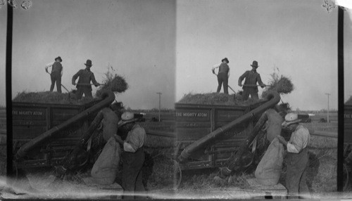 Filling the Bag - "The Mighty Atom" just invented is the smallest threshing machine on the market. Brandon, Man