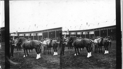 Exhibit of Percheron Horses, Stock Pavilion, Columbian Exposition