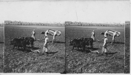 Plowing in the fertile Plain of Sharon, Lydda, Palestine