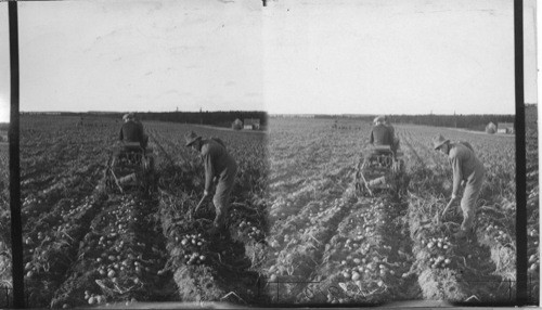 Digging potatoes in the old way with a fork, also in the new way with a modern digging machine pulled by a tractor. Mc Fadyen Farms, Augustin Cove, P.E. Island