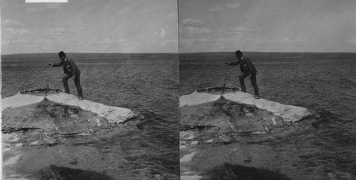 Fishing at Lake Cooking Trout in Boiling Spring. The Trout Just Caught, Y.N.P. Wyoming. Obsolete. This isn't done anymore