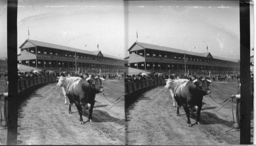 His Majesty, The Pride of the Herd, Toronto Exposition, Canada