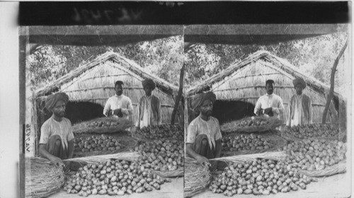 Mango-sellers - Lahore. India