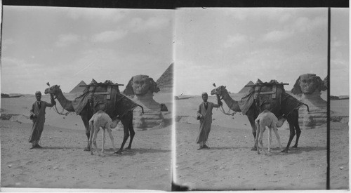 Camel Mother and Baby near the Sphinx, Gizeh, Egypt