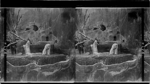 Polar Bears, Hagenback's Trained Animal Show, on the Pike, Louisiana Purchase Exposition