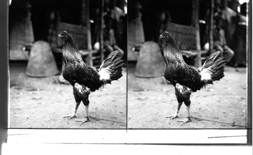 A FILIPINO GAMECOCK. The "National Bird" of the Philippines