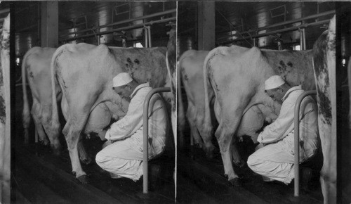 Milking by Hand. Old Method