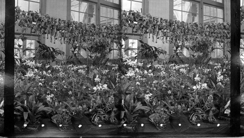 Orchid Exhibit, Horticultural Hall, Columbian Exposition