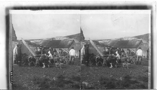 Feeding the dogs at Hopedale, Eskimo Village, Labrador