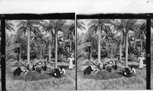 171 Date harvest near Basrah, the center of Iraq’s date-producing and exporting town. The branches with the dates are being cut down and the fruit is then being plucked off the branches