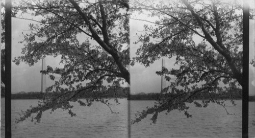 Washington Monument, Seen Through Cherry Blossom Time. Wash., D.C