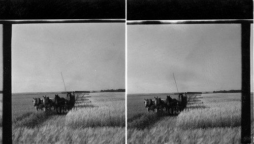 Harvesting grain on a farm near Edmonton - Saskatchewan - Canada