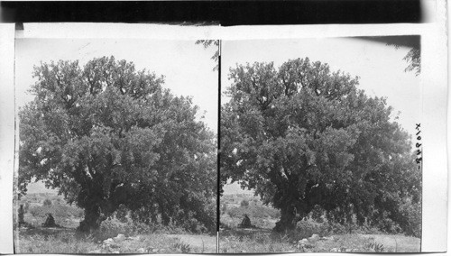 An oak in the land of Gilead, near the scene of Absolom’s death. Palestine