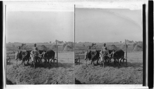 Indias method of threshing grain