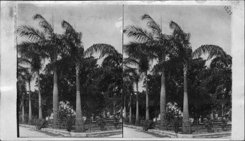 Botanical Gardens, Bridgetown. Barbados. West Indies