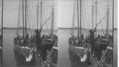 Sword fisherman in the pulpit, Canso, N.S